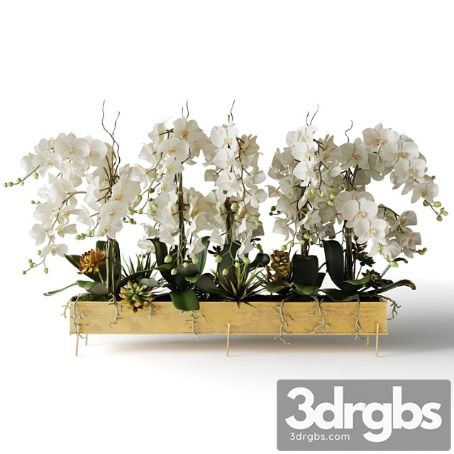 White orchids in a long metal pot - thumbnail 1