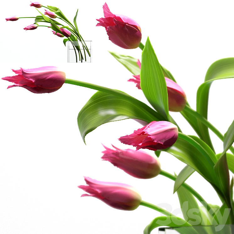 Young royal tulips. 3DS Max - thumbnail 1