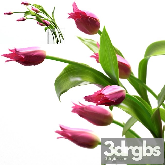 Young royal tulips. - thumbnail 1