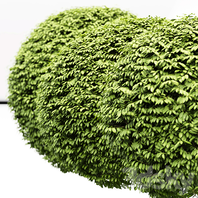 3 Dwarf Yaupon Holly – Spherical Plant 3DS Max Model - thumbnail 3