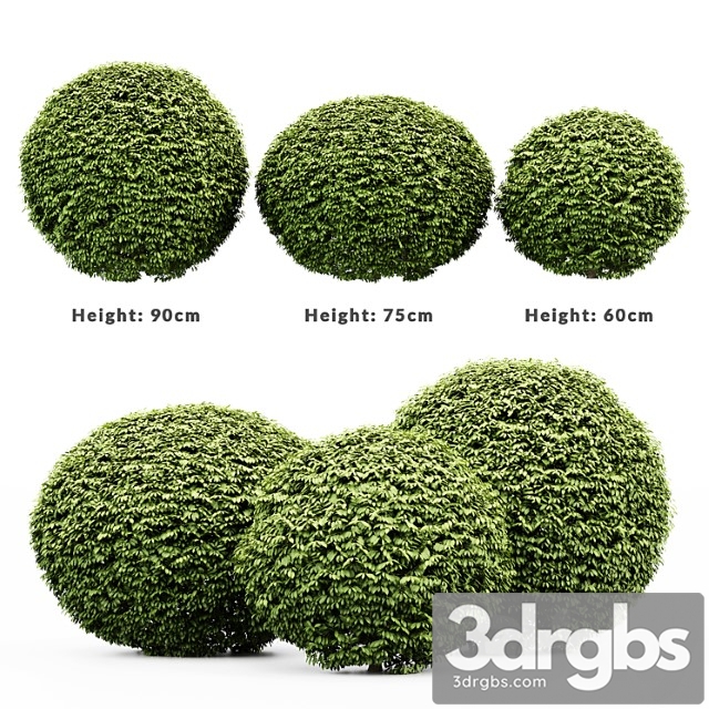 3 dwarf yaupon holly – spherical plant - thumbnail 1