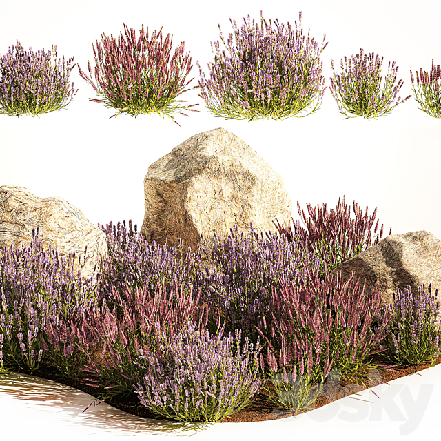 A set of lavender bushes for the garden and alpine slide boulder stone catnip sage wild flowers. 1191 3DS Max Model - thumbnail 2