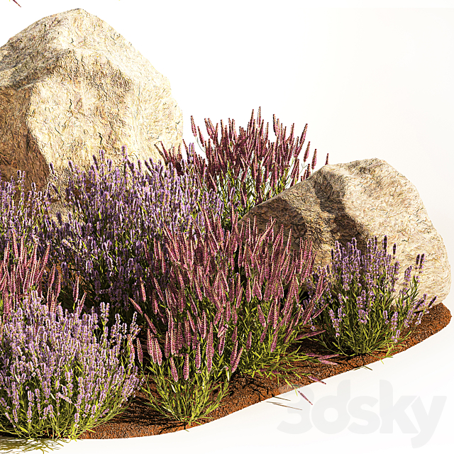 A set of lavender bushes for the garden and alpine slide boulder stone catnip sage wild flowers. 1191 3DS Max Model - thumbnail 3