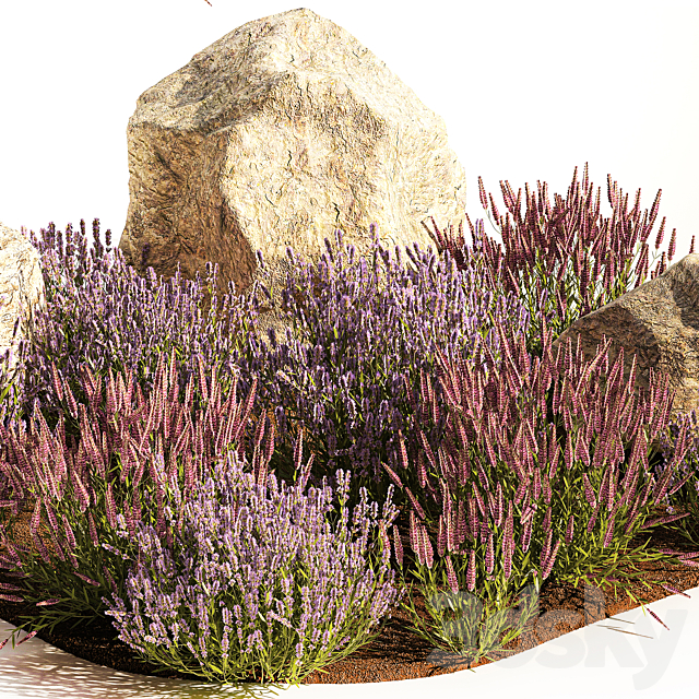 A set of lavender bushes for the garden and alpine slide boulder stone catnip sage wild flowers. 1191 3DS Max Model - thumbnail 4