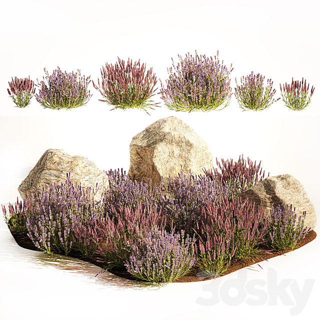 A set of lavender bushes for the garden and alpine slide boulder stone catnip sage wild flowers. 1191 3DS Max Model - thumbnail 5