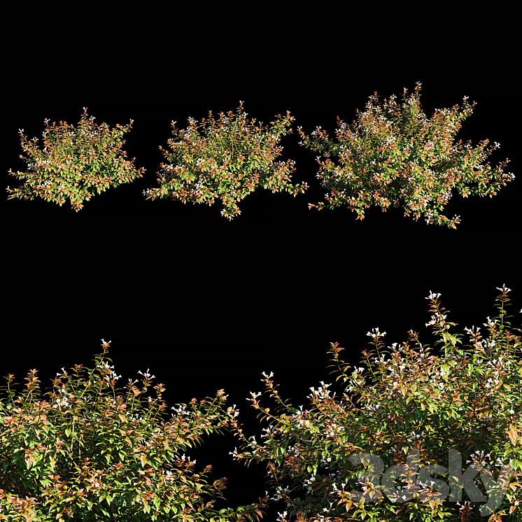 Abelia x grandiflora with flower 3DS Max - thumbnail 1