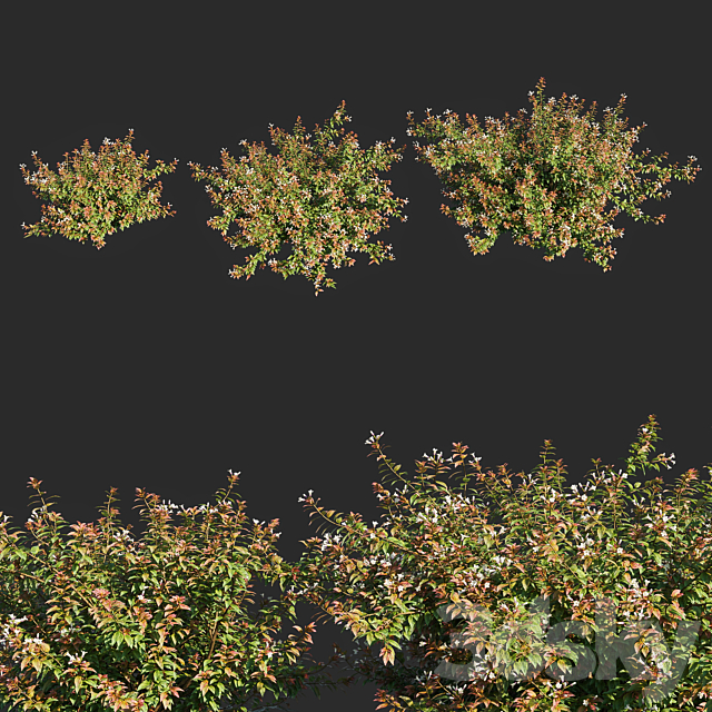 abelia x grandiflora_flower op3 3DS Max Model - thumbnail 2