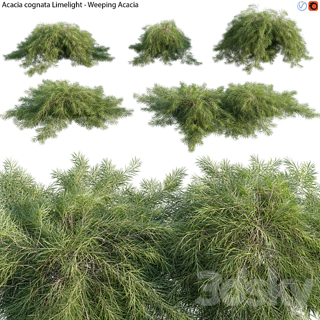 Acacia cognata Limelight – Weeping Acacia – 01 3ds Max - thumbnail 1