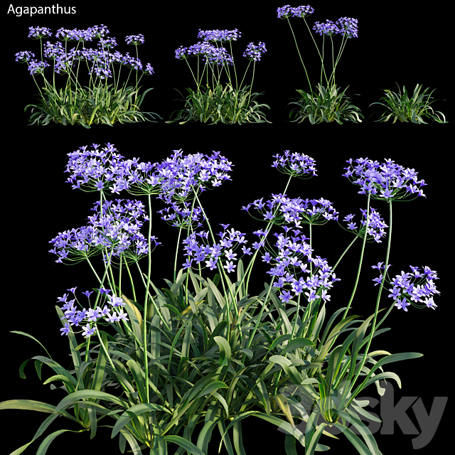 Agapanthus 03 3ds Max - thumbnail 1