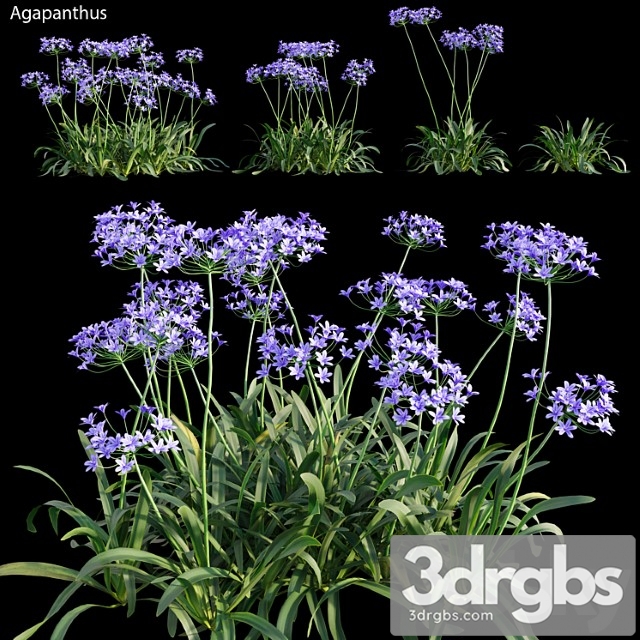 Agapanthus 03 - thumbnail 1