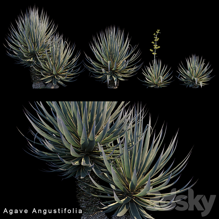 Agave Angustifolia 3DS Max - thumbnail 1