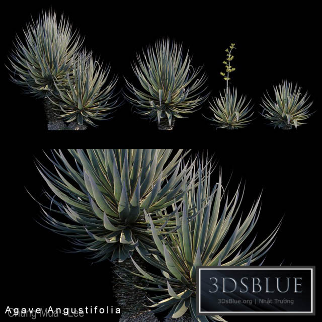 Agave Angustifolia 3DS Max - thumbnail 3