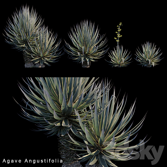 Agave Angustifolia 3DSMax File - thumbnail 1