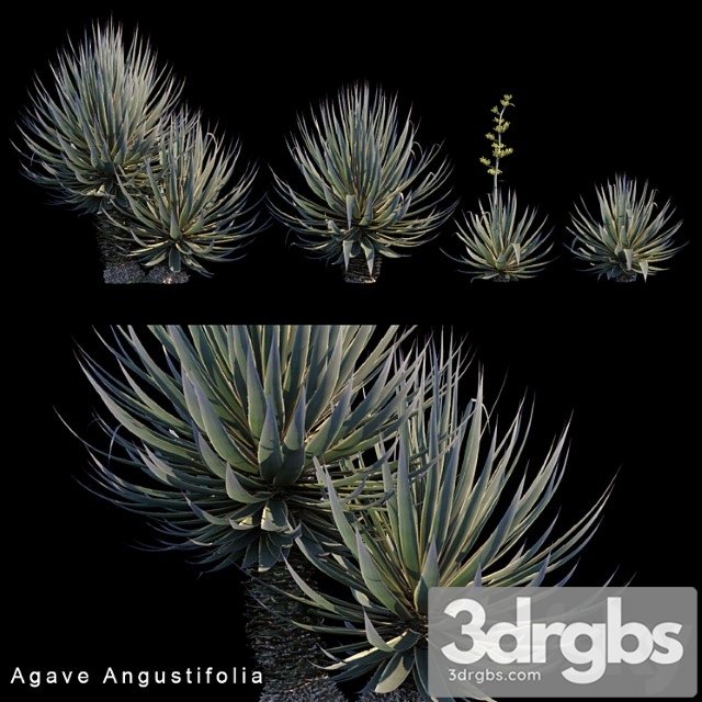 Agave angustifolia - thumbnail 1