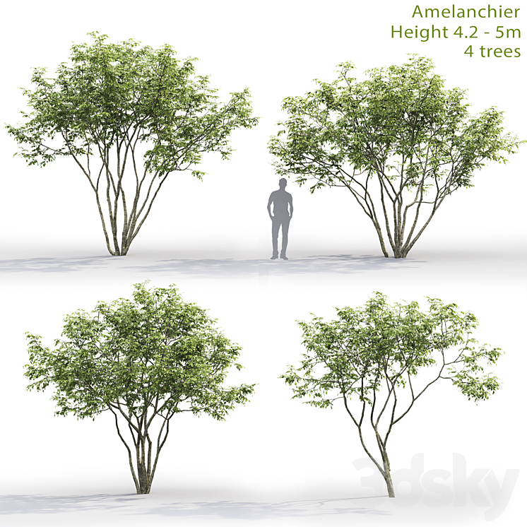 Amelanchier 3DS Max - thumbnail 1