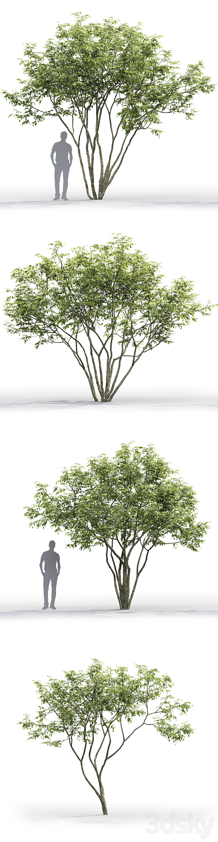 Amelanchier 3DS Max - thumbnail 2