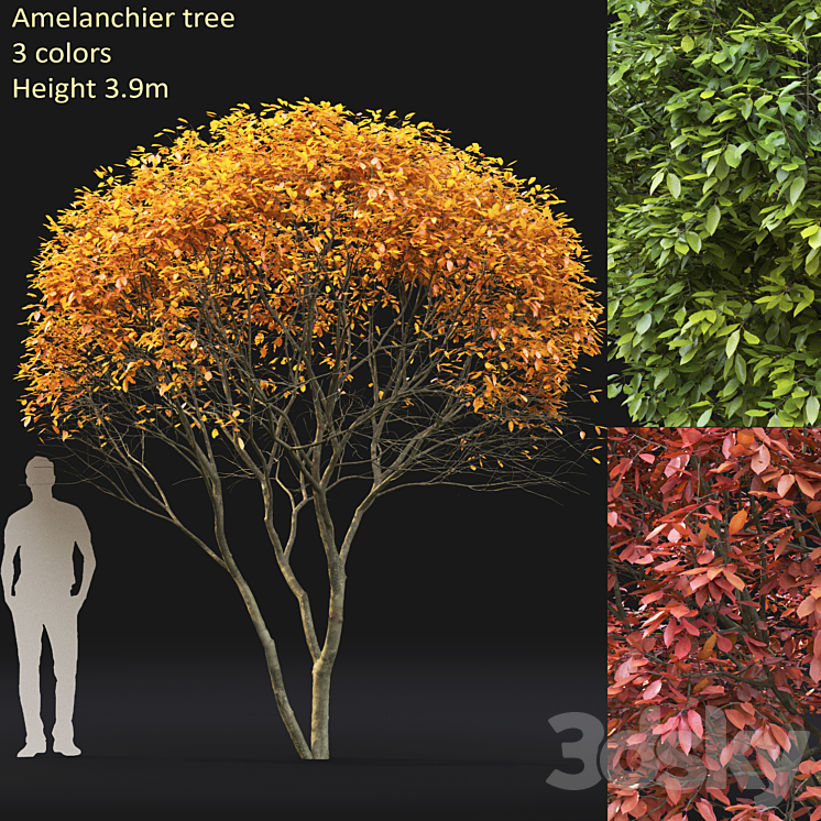 Amelanchier 3DS Max - thumbnail 1