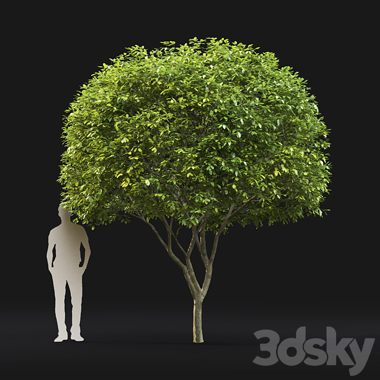 Amelanchier 3DS Max - thumbnail 2