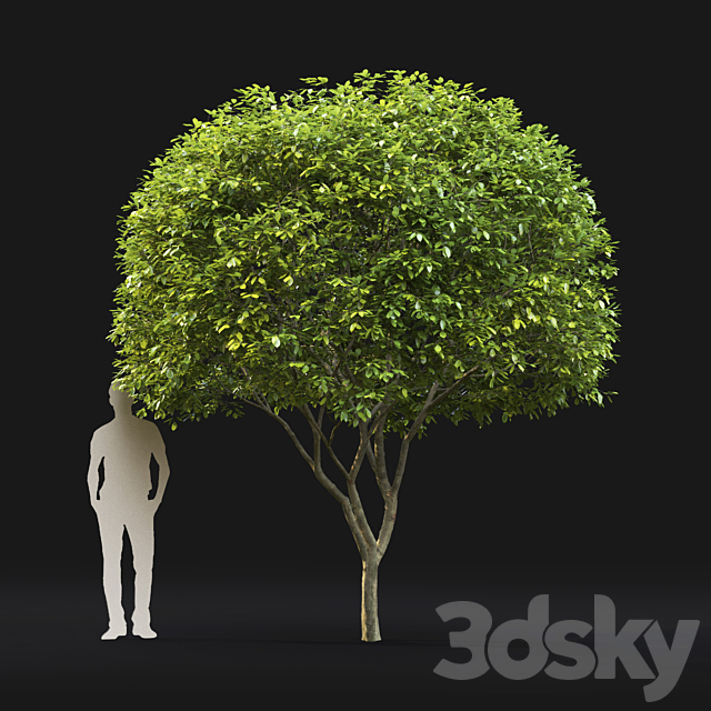 Amelanchier 3DSMax File - thumbnail 2