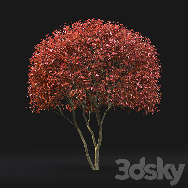 Amelanchier 3DSMax File - thumbnail 3