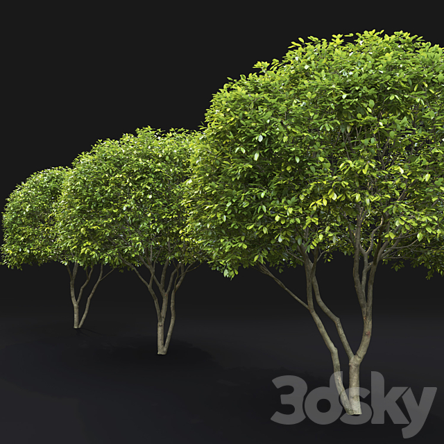 Amelanchier 3DSMax File - thumbnail 4