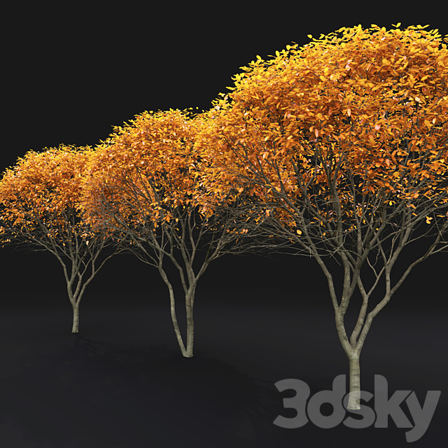 Amelanchier 3DSMax File - thumbnail 5