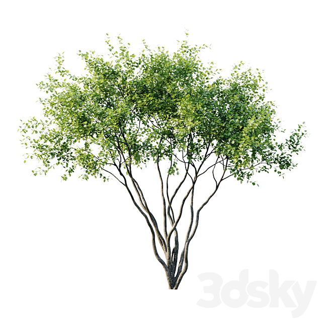 Amelanchier 4m 3DS Max Model - thumbnail 2