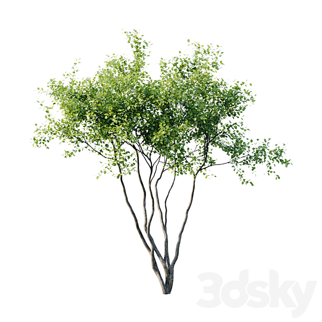 Amelanchier 4m 3DS Max Model - thumbnail 3