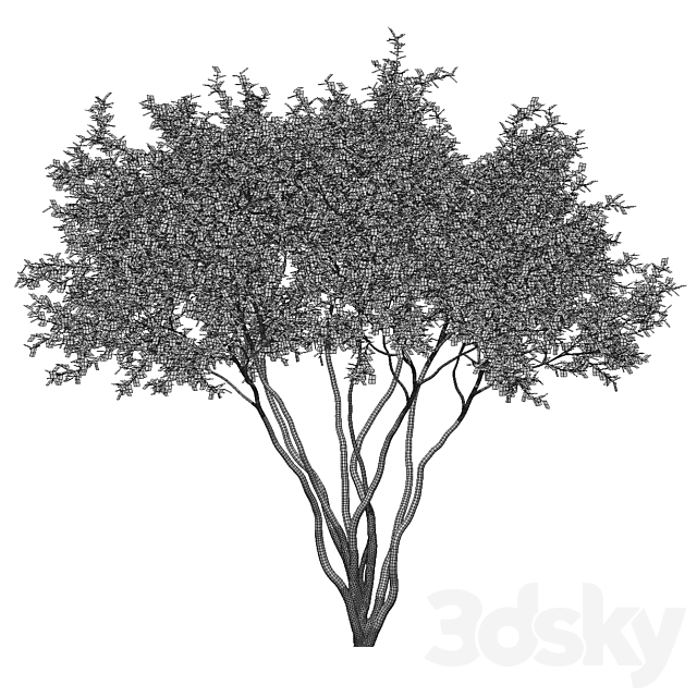 Amelanchier 4m 3DS Max Model - thumbnail 5