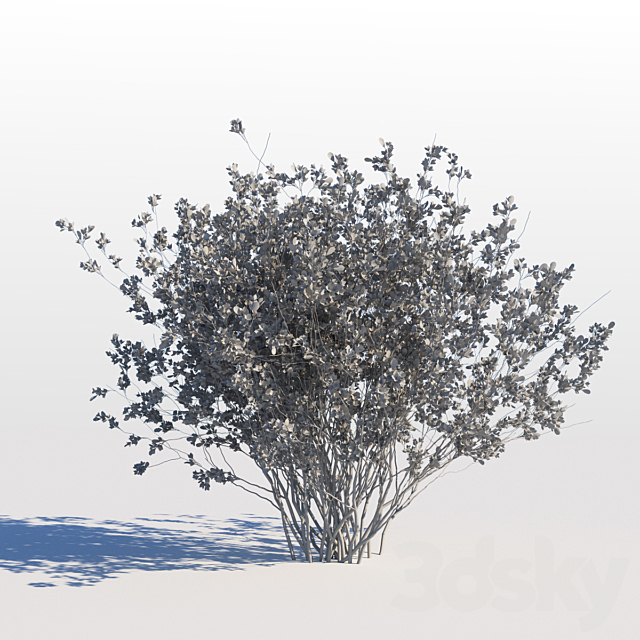 Amelanchier canadensis 3DS Max Model - thumbnail 2