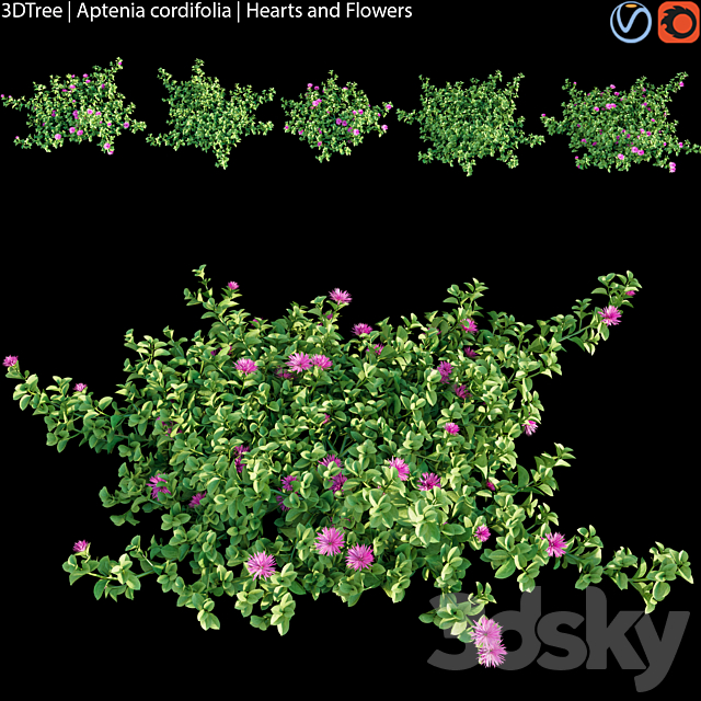 Aptenia cordifolia | Hearts and flowers 3ds Max - thumbnail 1