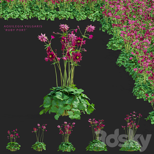 Aquilegia vulgaris flowers | Aquilegia vulgaris ruby port 3ds Max - thumbnail 1