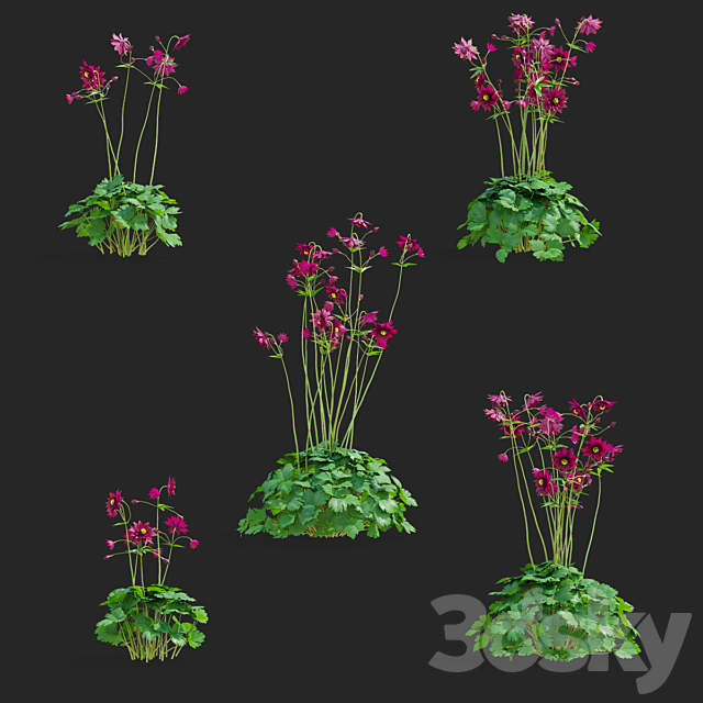 Aquilegia vulgaris flowers | Aquilegia vulgaris ruby port 3ds Max - thumbnail 2