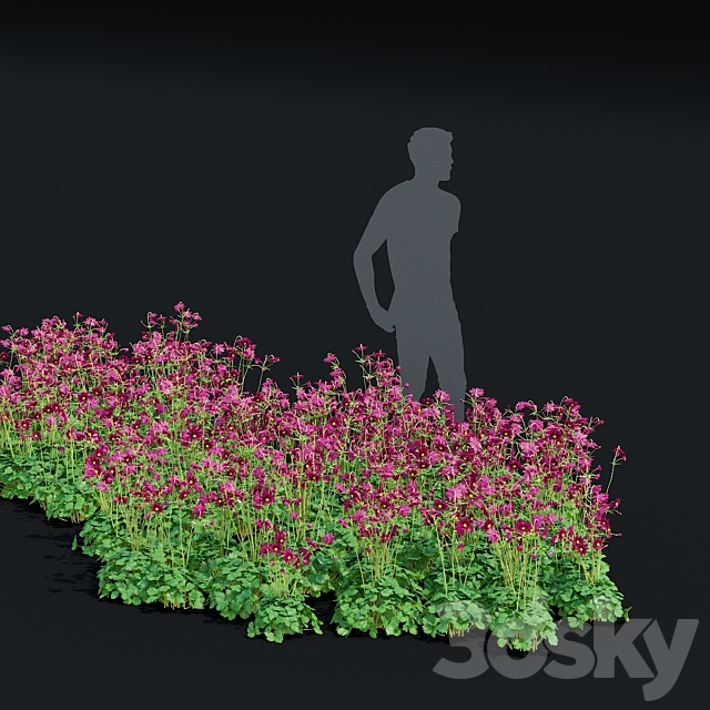 Aquilegia vulgaris flowers | Aquilegia vulgaris ruby port 3ds Max - thumbnail 3