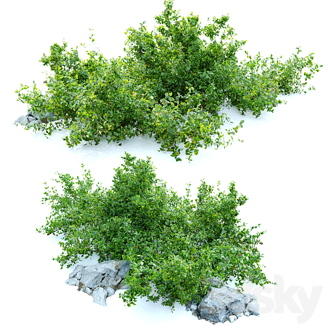 Aronia melanocarpa bush with rocks 3DS Max Model - thumbnail 2