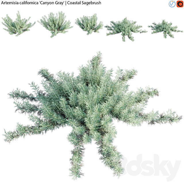 Artemisia californica – Coastal Sagebrush – 01 3ds Max - thumbnail 1