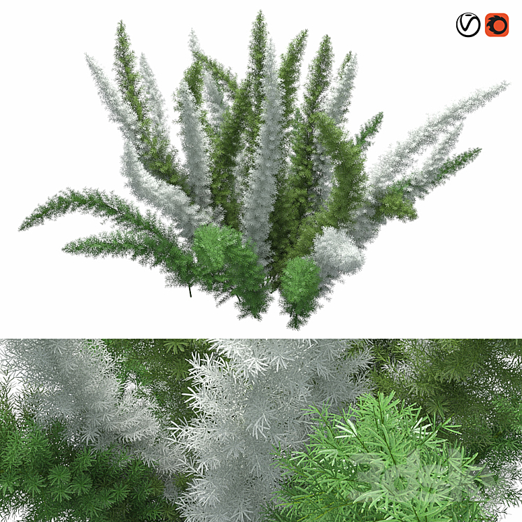 Asparagus Densiflorus Meyersii W 3DS Max - thumbnail 1