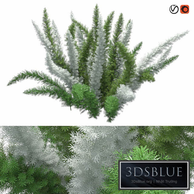 Asparagus Densiflorus Meyersii W 3DS Max - thumbnail 3