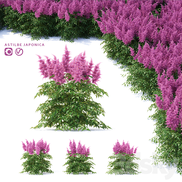 Astilba Japanese | Astilbe japonica 3ds Max - thumbnail 1