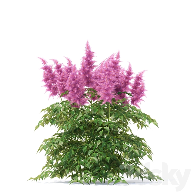 Astilba Japanese | Astilbe japonica 3ds Max - thumbnail 2