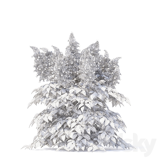 Astilba Japanese | Astilbe japonica 3ds Max - thumbnail 3