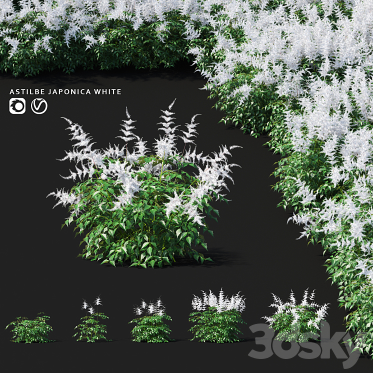 Astilba Japanese White | Astilbe japonica 3DS Max - thumbnail 1