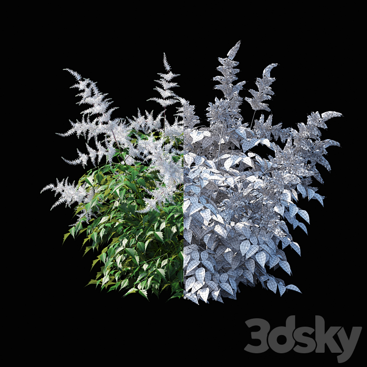 Astilba Japanese White | Astilbe japonica 3DS Max - thumbnail 2