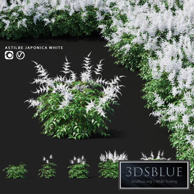 Astilba Japanese White | Astilbe japonica 3DS Max - thumbnail 3