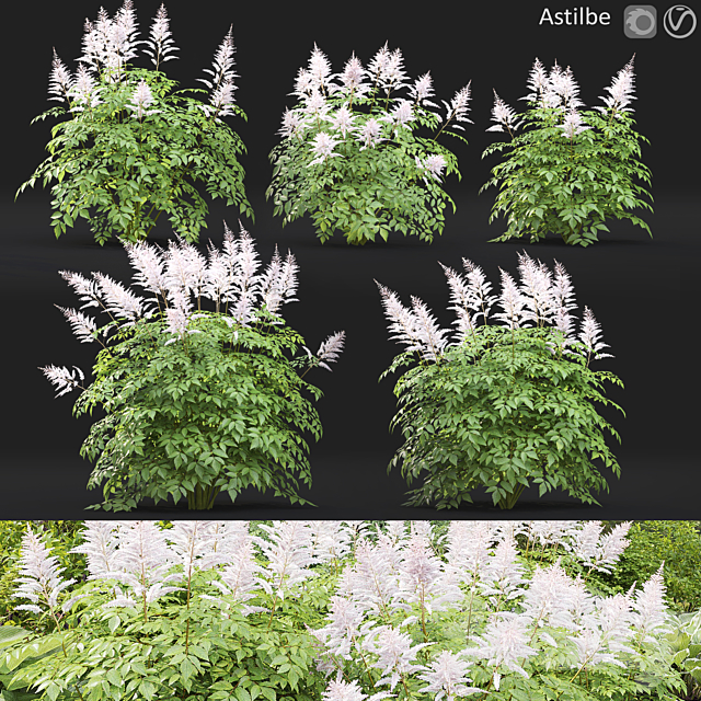 Astilbe 3ds Max - thumbnail 1