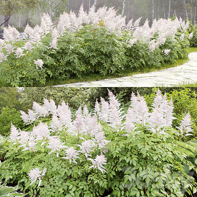 Astilbe 3ds Max - thumbnail 2