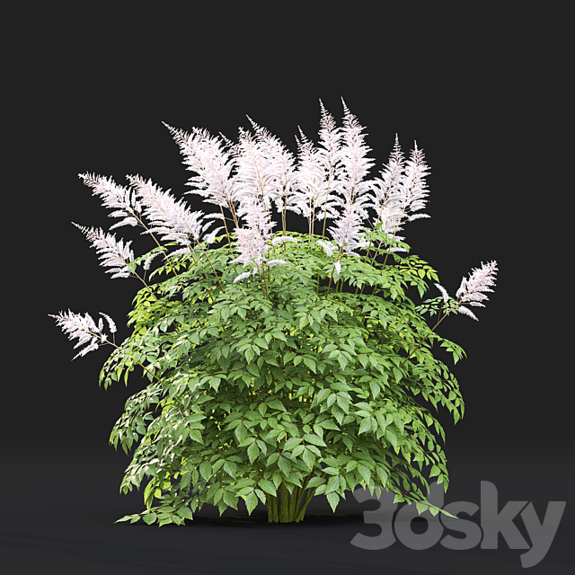 Astilbe 3ds Max - thumbnail 3