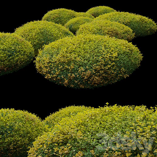 Autumn boxwood 3DS Max Model - thumbnail 2