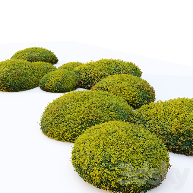 Autumn boxwood 3DS Max Model - thumbnail 3