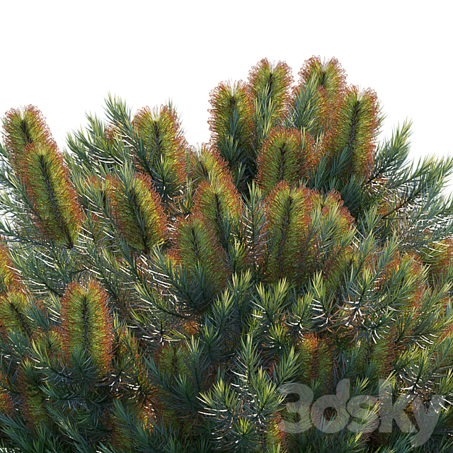 Banksia spinulosa | Cherry candles 3DS Max Model - thumbnail 3